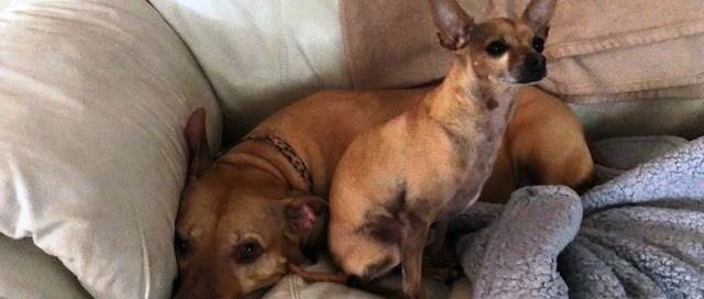 Harper laying with his canine cousins.