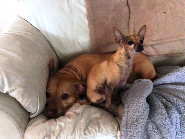 Harper laying with his canine cousins.