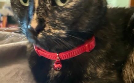 Hazel posing looking beautiful with her new red collar.