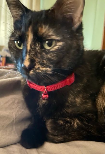 Hazel posing looking beautiful with her new red collar.