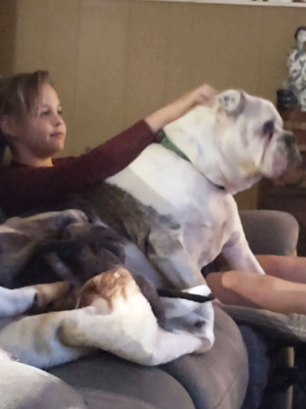 Jimmy Mack sitting on the couch being petted by his human sibling.