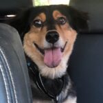 Kane sitting in the back seat of Amelia's vehicle.