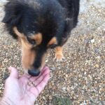 Kane taking a treat from a volunteer's hand.