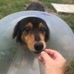 Kane with a cone on after surgery, being fed a treat from a volunteer.