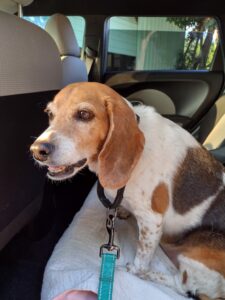 Lucy sitting in the car.