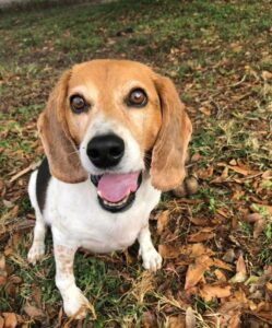 Lucy in a sitting position on the ground, smiling at the camera,