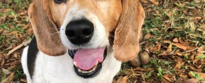 Lucy in a sitting position on the ground, smiling at the camera,