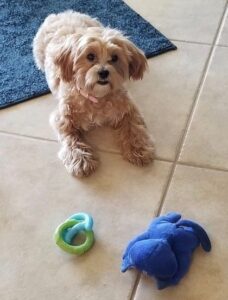 Lulu on the floor with her toys.