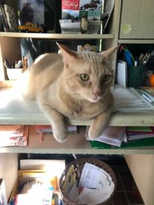 Milo laid on the desk with the papers..