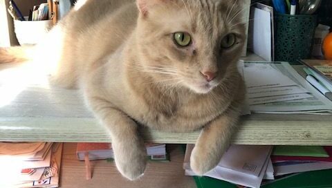 Milo laid on the desk with the papers..