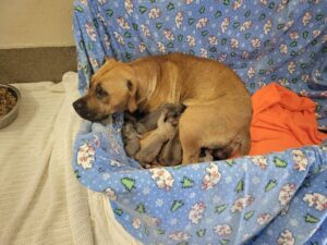 Mom and pups in a box made into a bed on the floor.