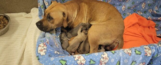 Mom and pups in a box made into a bed on the floor.