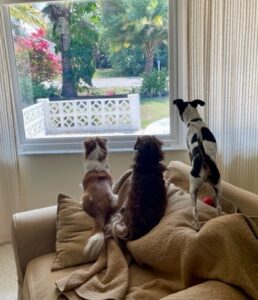 Papi (now Paddy) looking out of the window with his canine relatives.