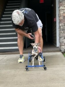 John fitting a chair to one of the dogs.