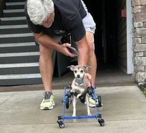 John fitting a chair to one of the dogs.