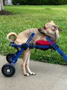 One of the dogs in the fitted wheelchair