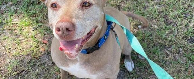 Tonka sitting posing with a beautiful smile on her face.