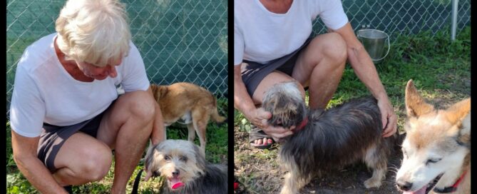 Two pictures side by side of Wendy, Casper and mom in Satchel's yard at the time of adoption.