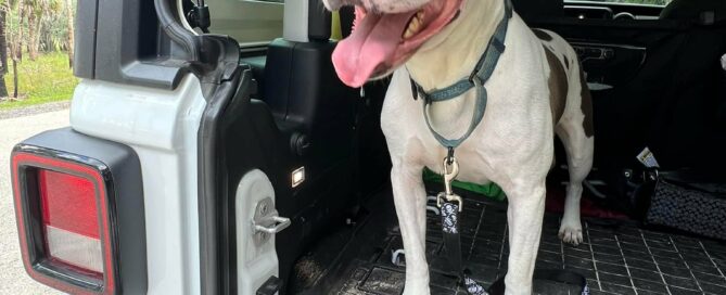 Andi in the vehicle ready to head back to Satchel's for nap time. All smiles.