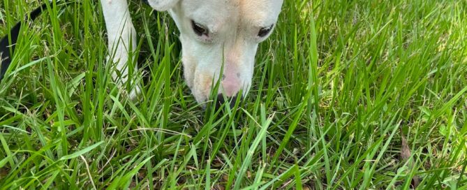 Andi sniffing into the grass.