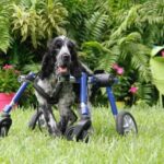 Arthur in his wheelchair front view