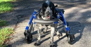 Arthur standing in his wheelchair