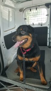 Bruiser sitting upright in the back of the vehicle.