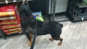 Bruiser sniffing food in the pet store.