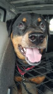 Bruiser all smiles in the back of the vehicle heading back to Satchel's.