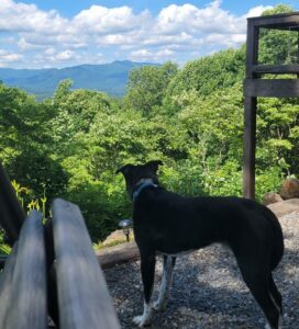 Cooper on vacation in Tennessee standing looking out at the mountains..