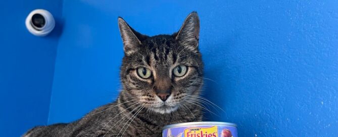 Draco laying looking at the camera with a can of friskies in front of him.