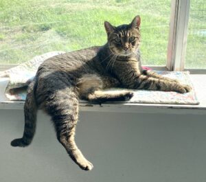 Draco lounging on the window ledge in the cat room in the sun.