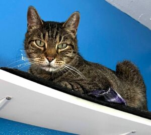 Draco on the shelf in the cat room. Looking at the camera.