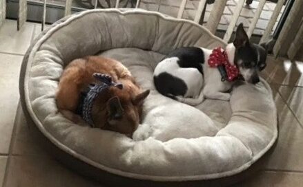 Frazier and Niles sleeping soundly on their bed, wearing bow ties.