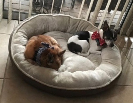 Frazier and Niles sleeping soundly on their bed, wearing bow ties.