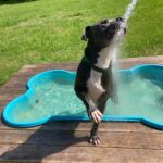 Handsome jumping at the hose while standing in the pool.