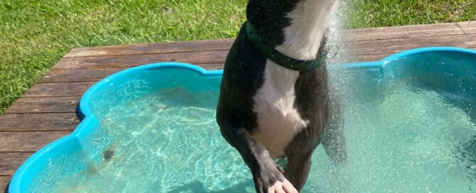 Handsome jumping at the hose while standing in the pool.