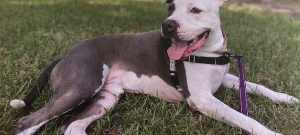 Harley laid on the grass, posing beautifully.