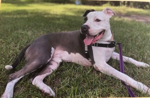 Harley laid on the grass, posing beautifully.