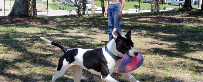 Kya and Joan playing Frisbee