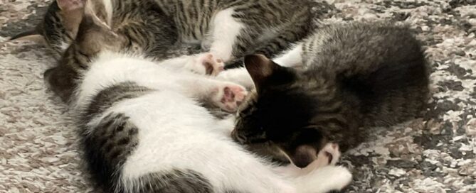 The kittens sleeping in a ball.