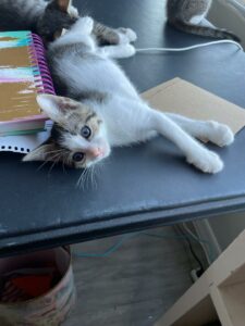 Lizzie laid on the desk.