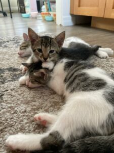 All 3 kittens laid on the floor.