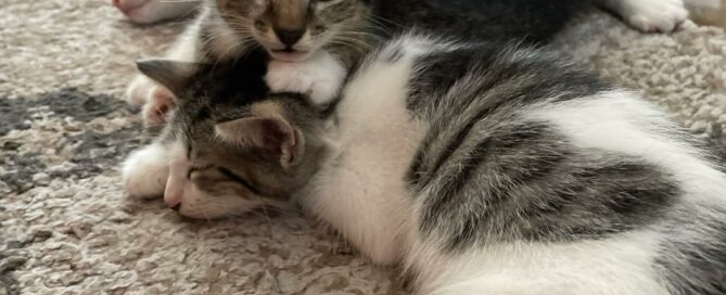 All 3 kittens laid on the floor.