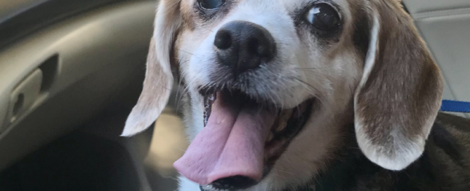 Lola sitting in the passenger seat of a vehicle.