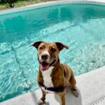 Mila sitting at the edge of the pool.