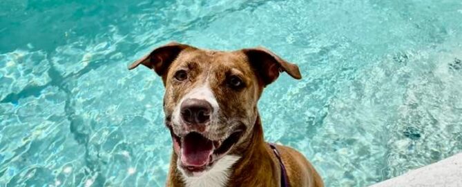 Mila sitting at the edge of the pool.