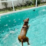 Mila jumping into the water.