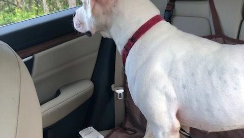 Millie standing in the car looking out of th window.