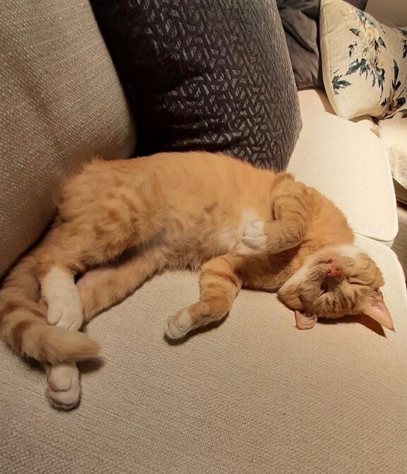 Murphy laying on the couch.